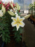 [5317 Follina No02.JPG]